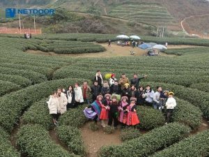 Đồi chè Mộc Châu